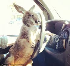 kangroo driving
