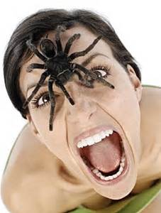 spider fear
