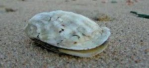 oyster on beach