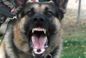 dog attack