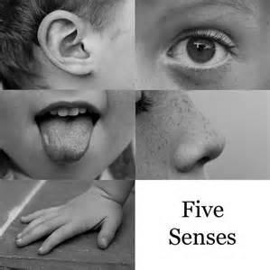 5 senses 2