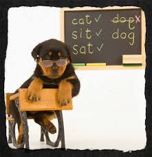 dog school