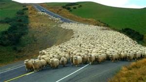 following sheep