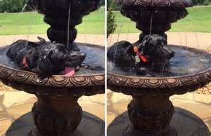 dog in fountain