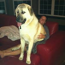 Dog on lap