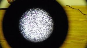 microscope-image