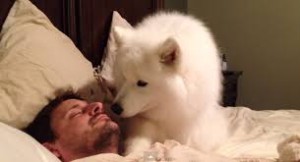 dog-waking-up-owner-2