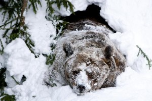 hibernation-in-snow