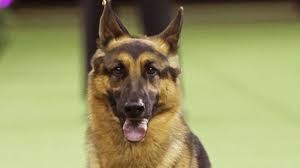 Westminister dog show winner