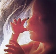 unborn baby