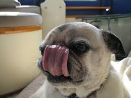 Dog lick 2