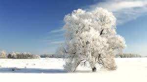 COLD TREE