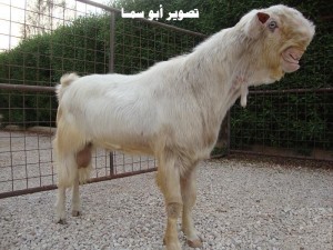 Damascus Goat 4
