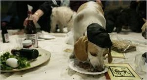 Passover Dog 2