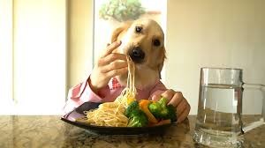 Dog Chef 1