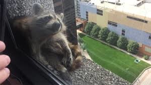 Racoon Scaling Building