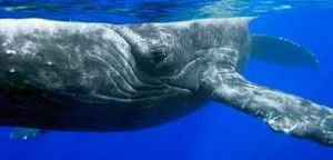 Bowman Whale