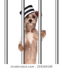 Dog In Jail 2