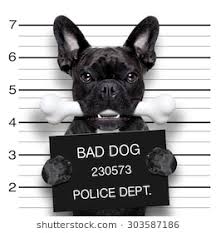 Dog in Jail